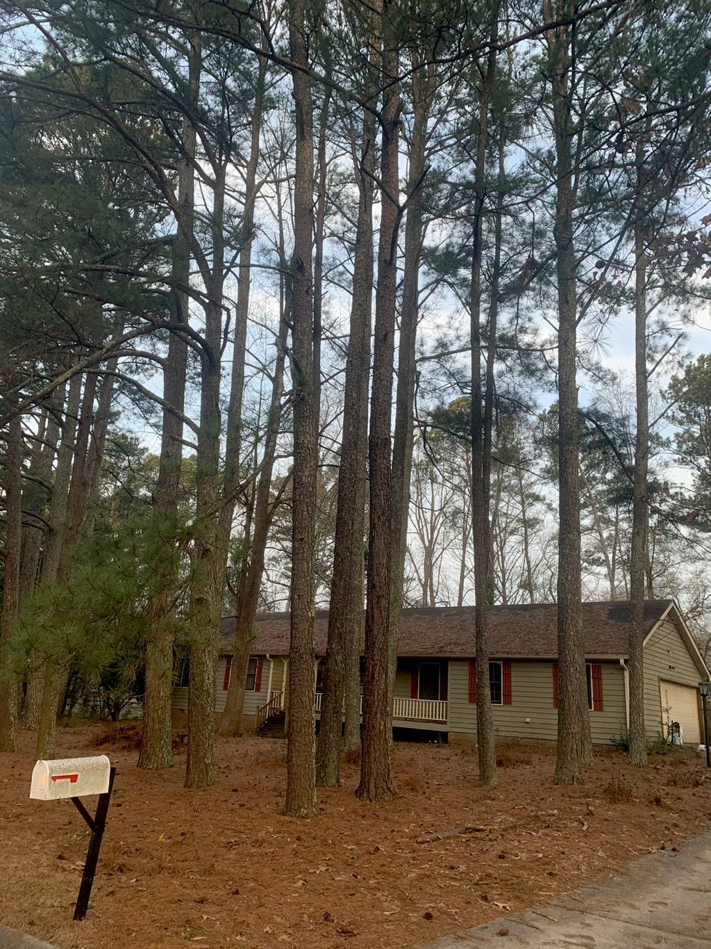 Tall pine trees in front of a house with a brown roof and a mailbox in the foreground.
