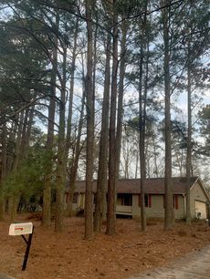 House partially obscured by tall pine trees; a mailbox is visible in the foreground.
