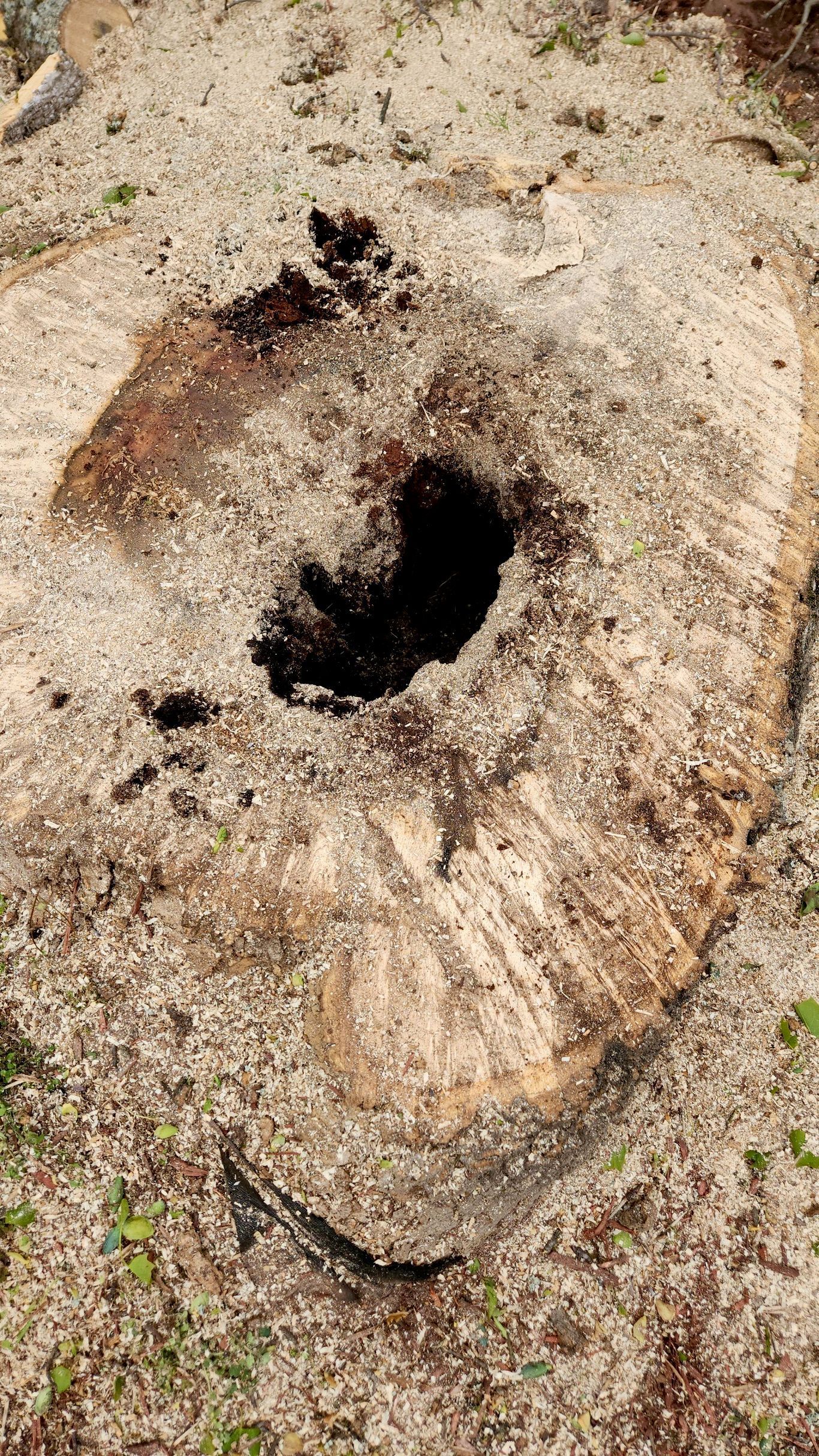 Tree stump with a large central hole, surrounded by wood shavings.