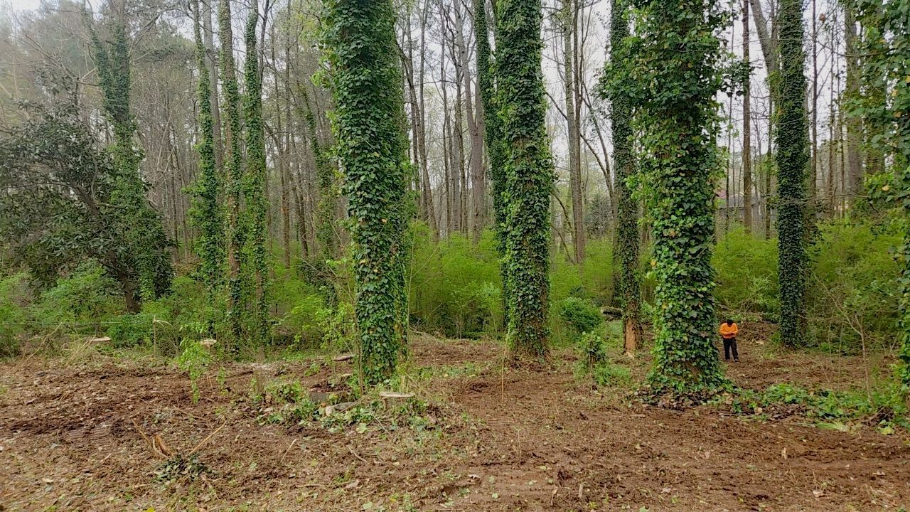 Trees covered in green ivy stand in a forest clearing; a person in orange jacket is visible.