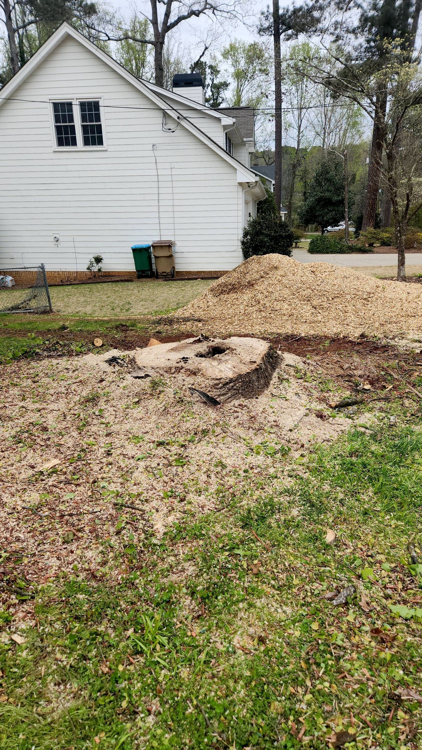 Stump in yard covered in wood chips; white house in background.