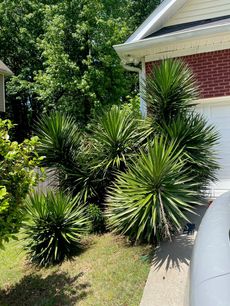 Green yucca plants growing near a brick building with green trees in the background.