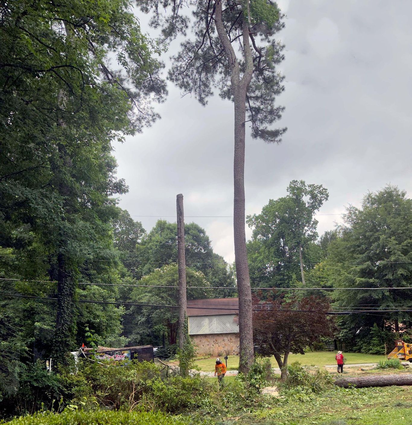 Tall trees with workers and equipment in a yard on a cloudy day.