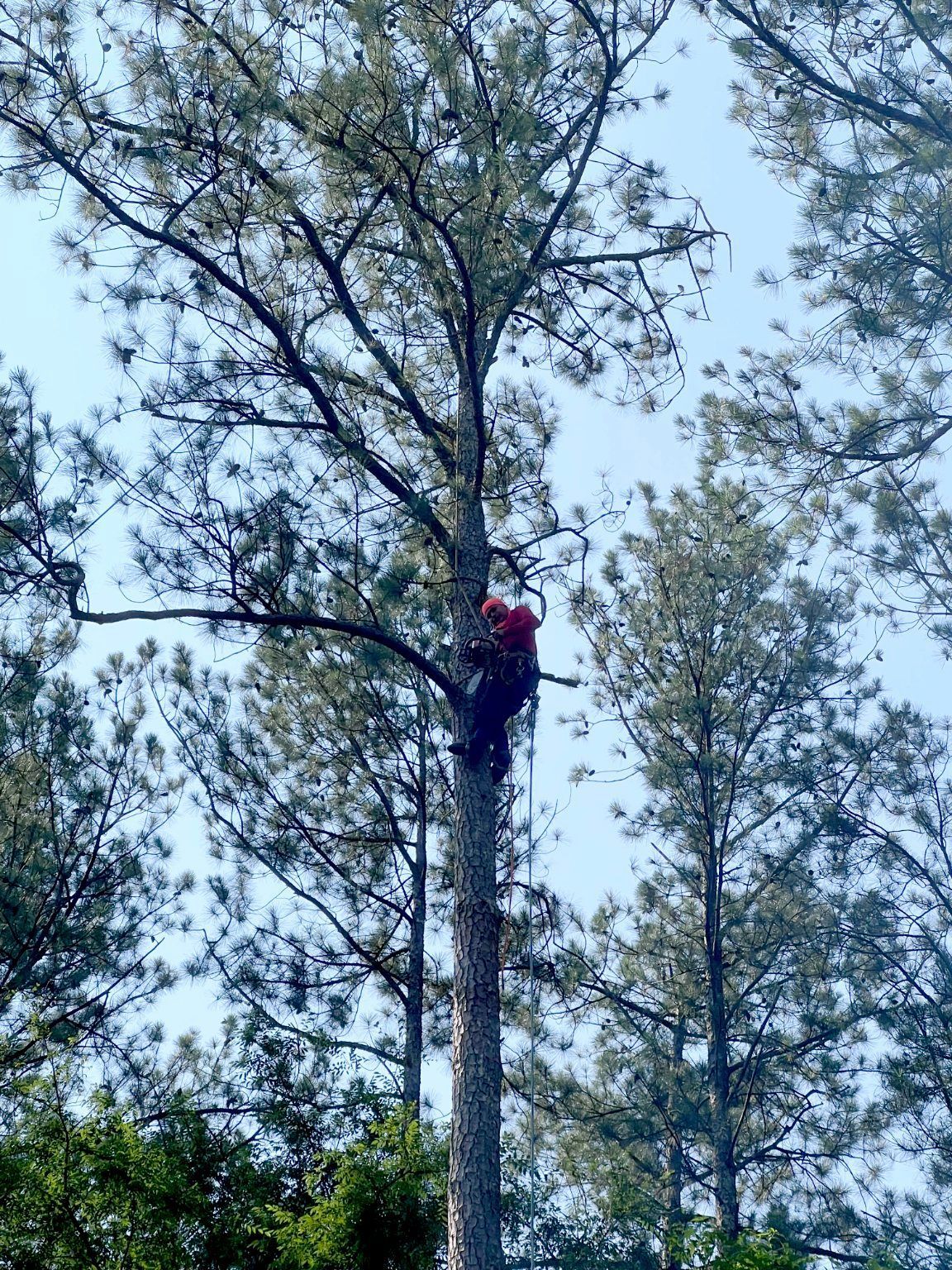 Arborist in a tall tree, cutting branches with a chainsaw, against a blue sky.