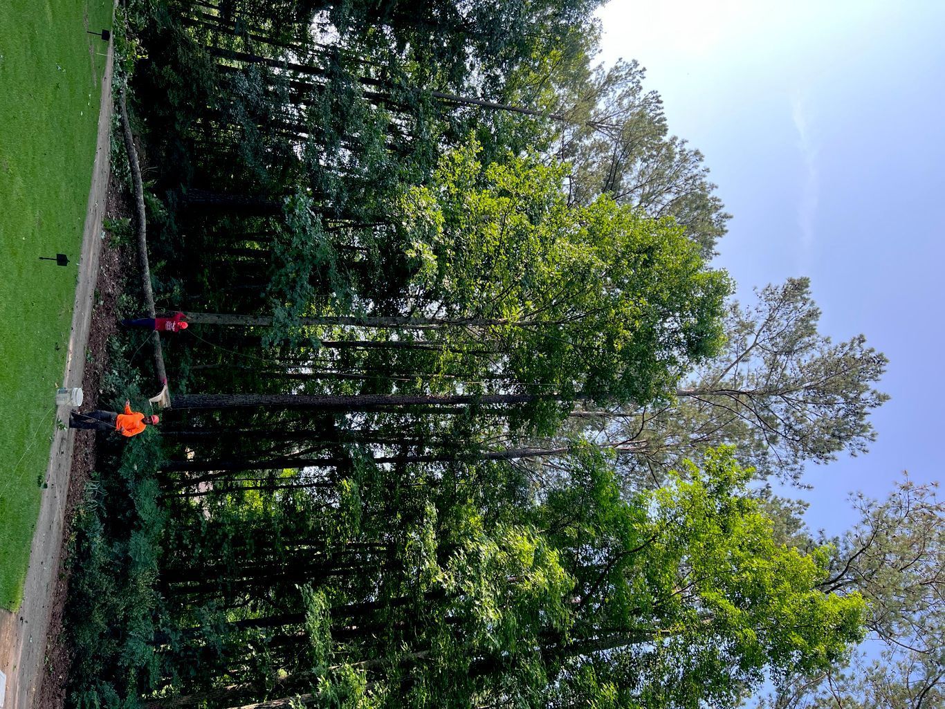 Forester trimming tall trees near a grassy area on a sunny day.