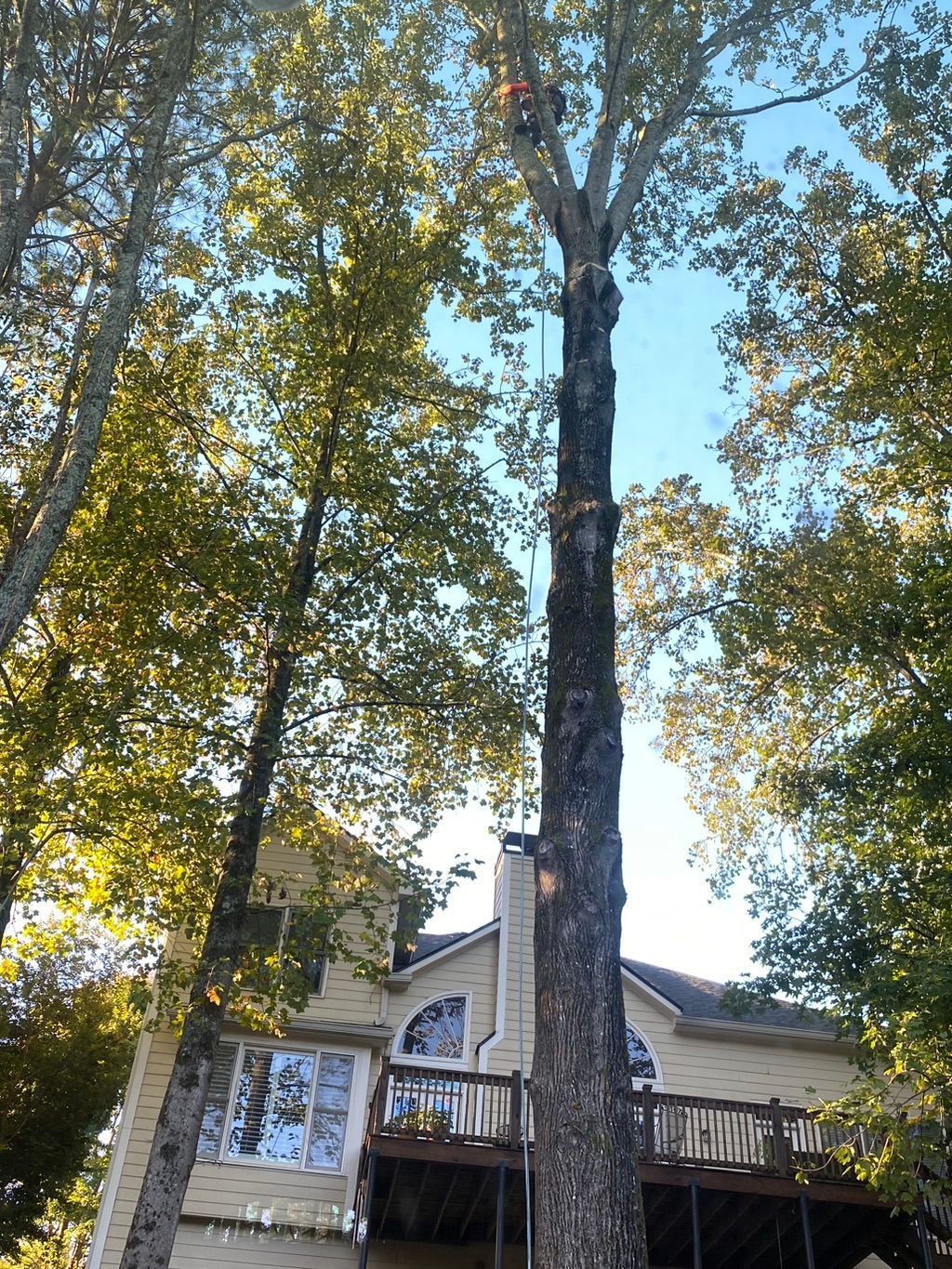 Tall tree being trimmed next to a house with an arborist high up. Blue sky and foliage.