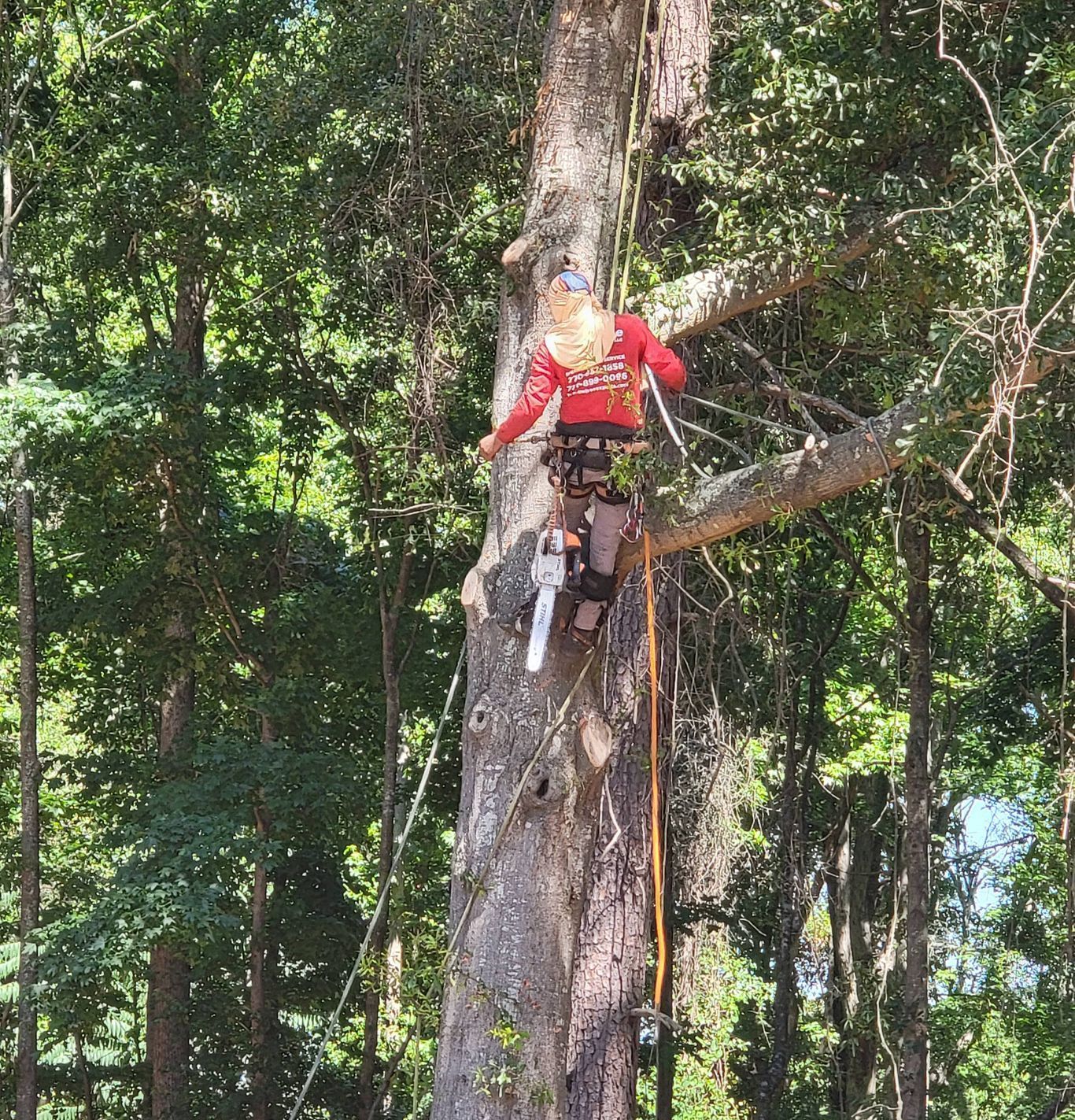 Person using a chainsaw to trim a tree branch while suspended in a tall tree.
