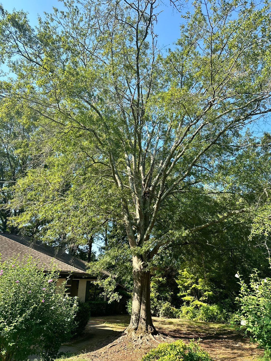 Large tree with light green leaves and gray trunk, in a sunny outdoor setting.