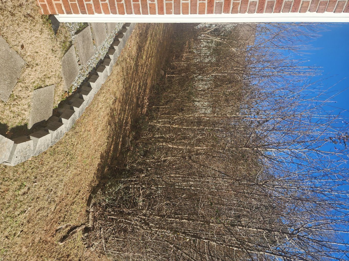 Dry grass and bare branches under a brick wall and a blue sky.