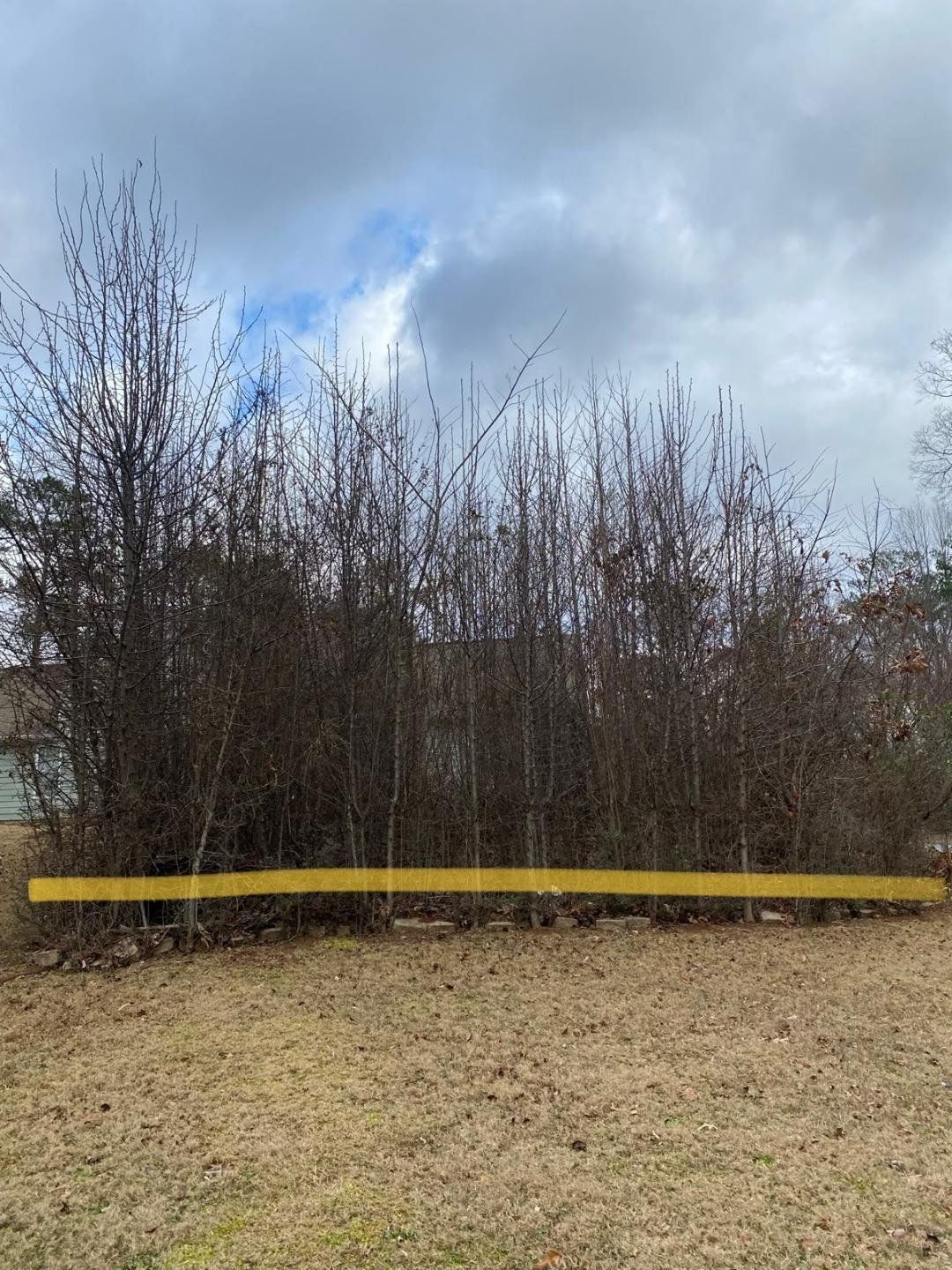 Barren tall bushes behind a yellow barrier on brown grass under a cloudy sky.