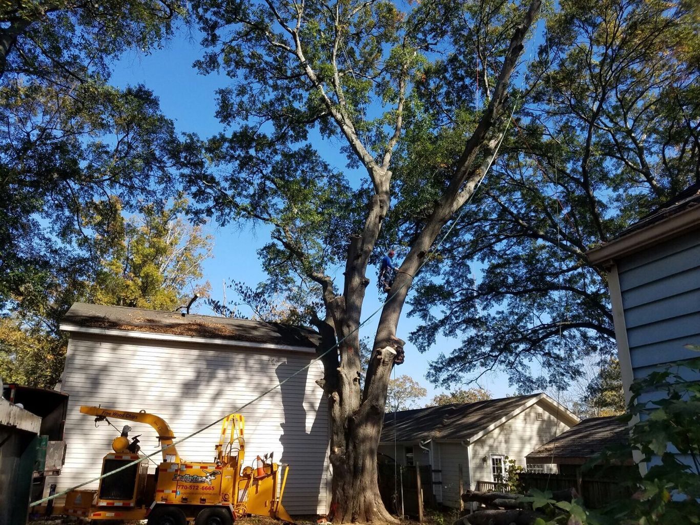 Tree being trimmed over a building, with a wood chipper and other houses in the background.