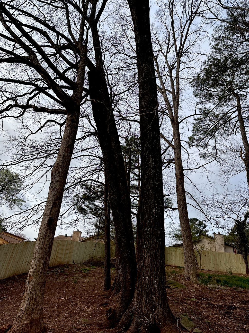 Bare trees with dark trunks stand on a brown-covered hillside; a yellow fence and buildings are in the background.