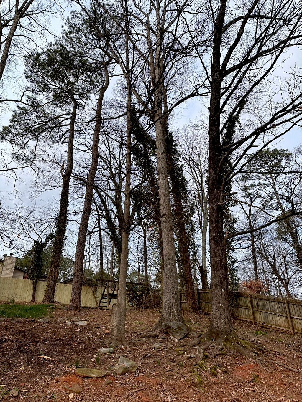Tall trees with bare branches stand on a dirt slope near a fence and overcast sky.