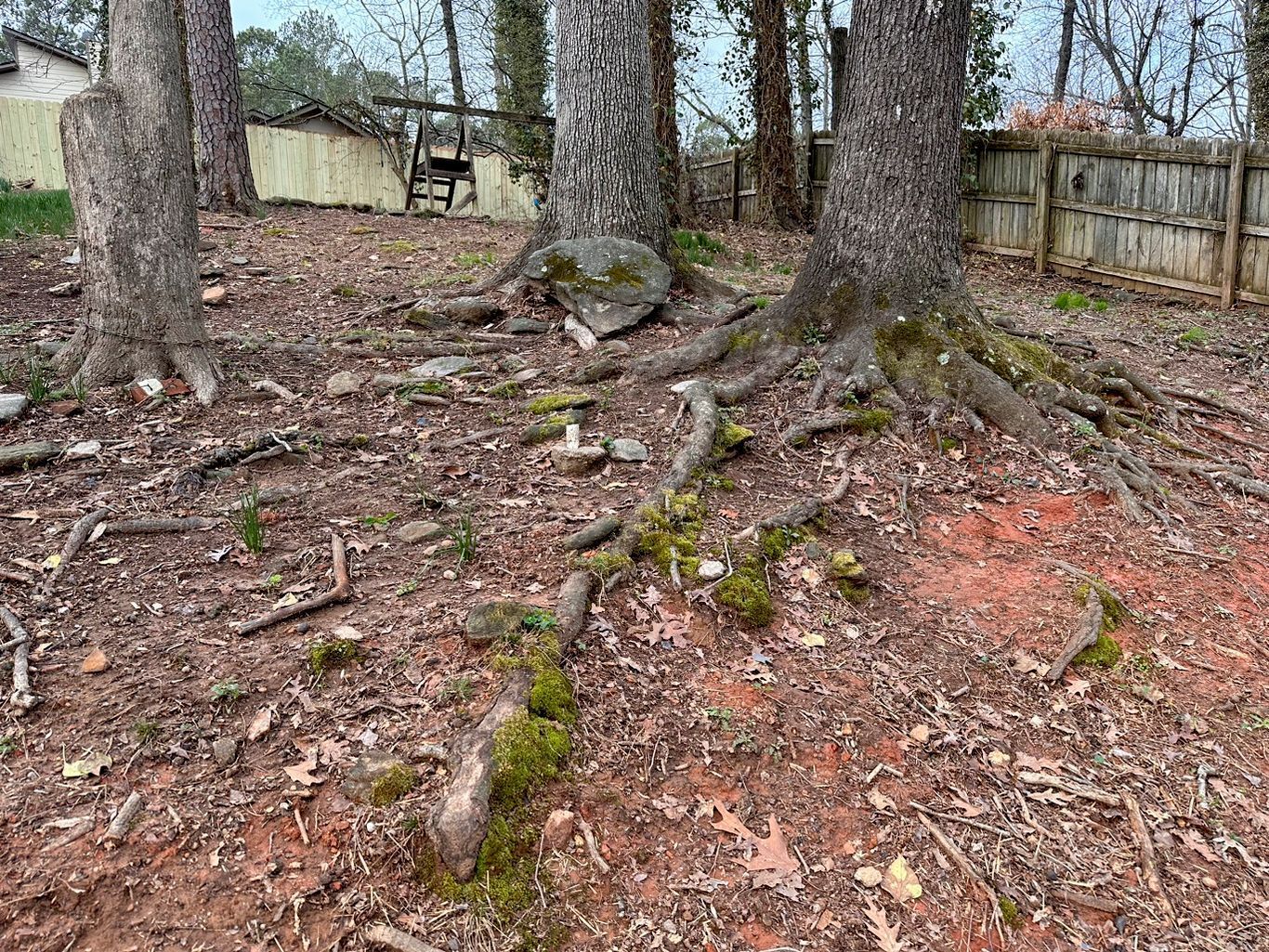Exposed tree roots with green moss on reddish-brown dirt, fallen leaves, and wooden fence in the background.