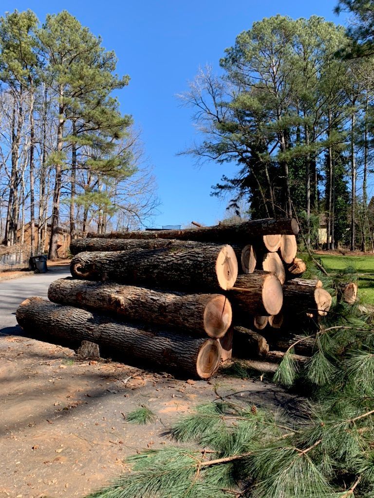 Pile of cut tree logs on a dirt surface with evergreen trees and a clear blue sky in the background.