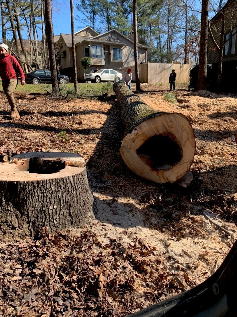 Felled tree trunk with a large hole, next to a stump. People and houses in the background. Wood shavings on the ground.