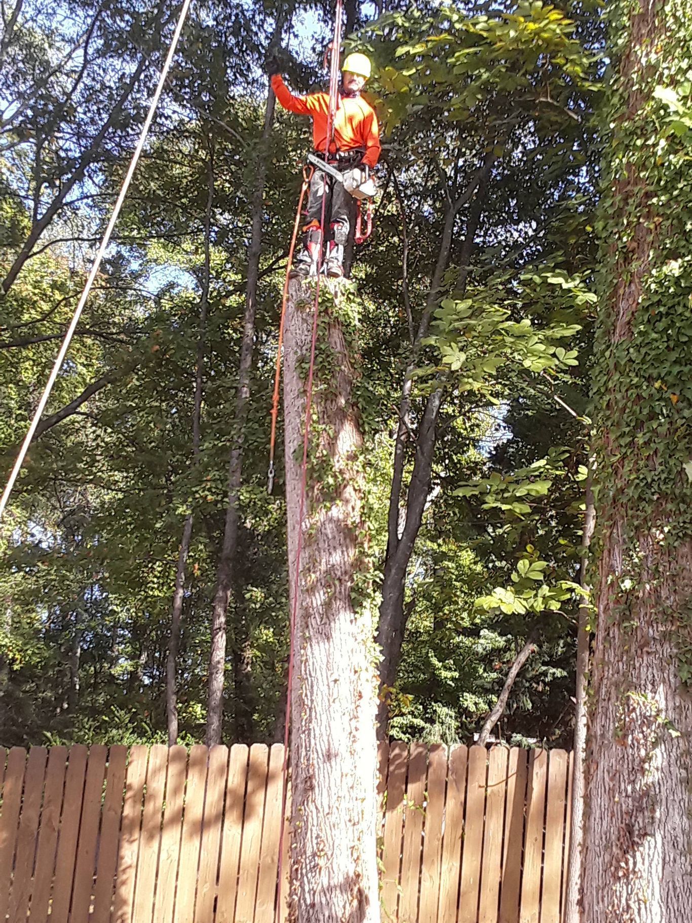 Arborist atop a tall tree stump, wearing orange safety gear and raising their arm, surrounded by trees.