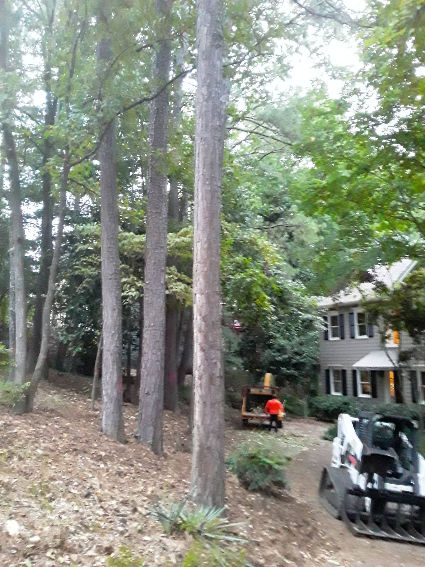 Trees being removed near a house; a worker operating machinery.
