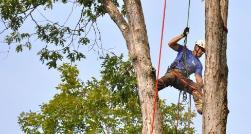 Arborist in harness, climbing a tree using ropes, cutting branches.