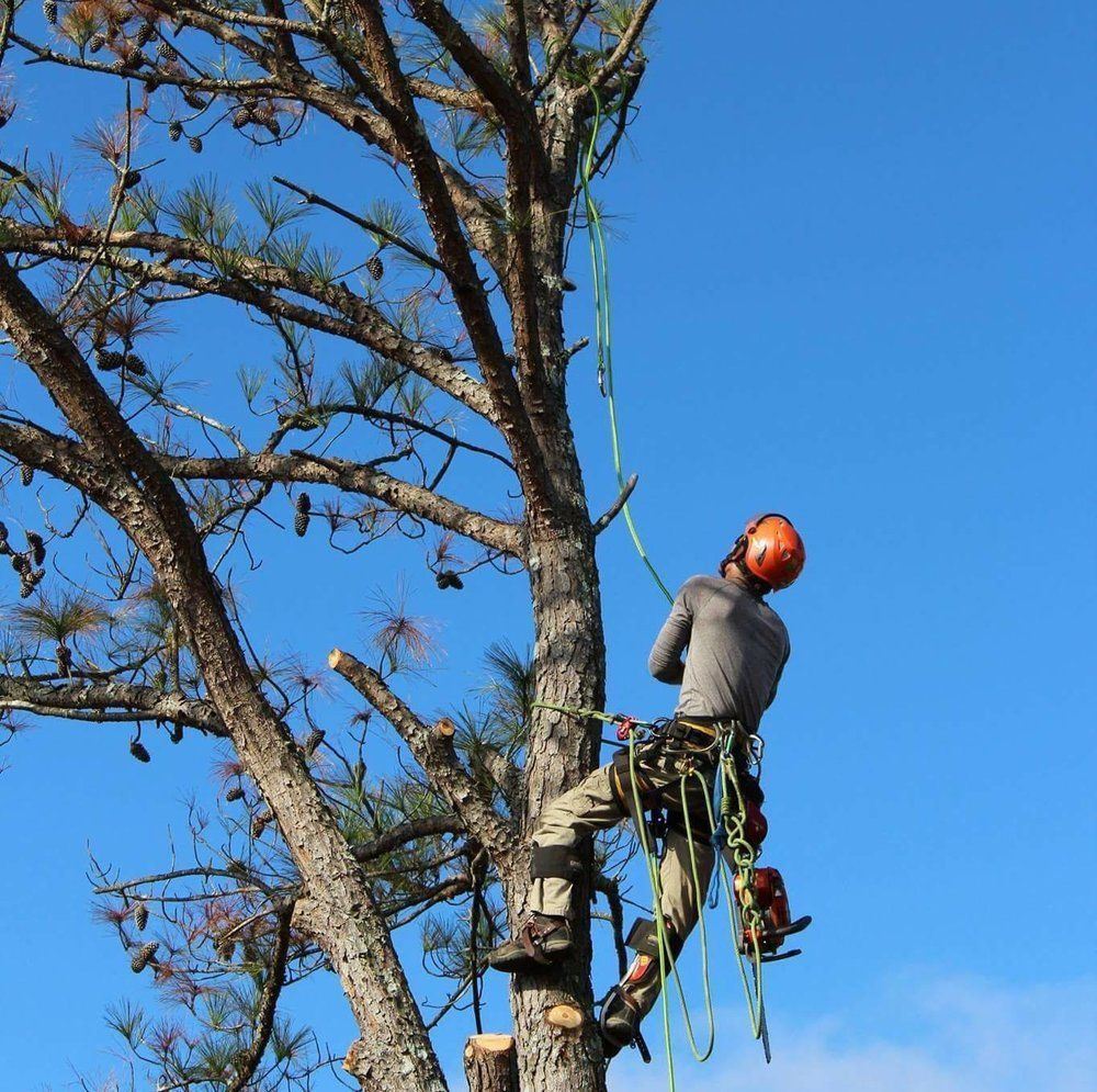 Arborist wearing a helmet and climbing gear, cutting branches from a tall tree against a blue sky.
