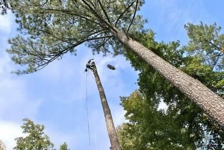Arborist cutting down a tall tree, blue sky background.