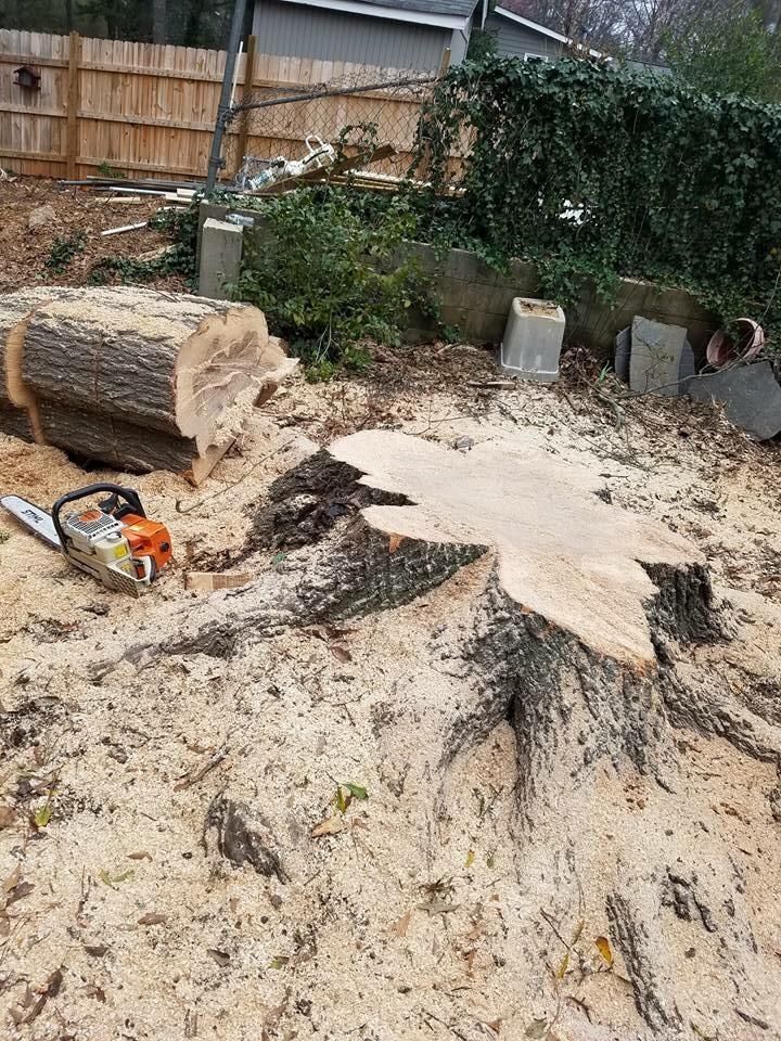 Stump of a cut tree with chainsaw, sawdust, and log. Outdoors.