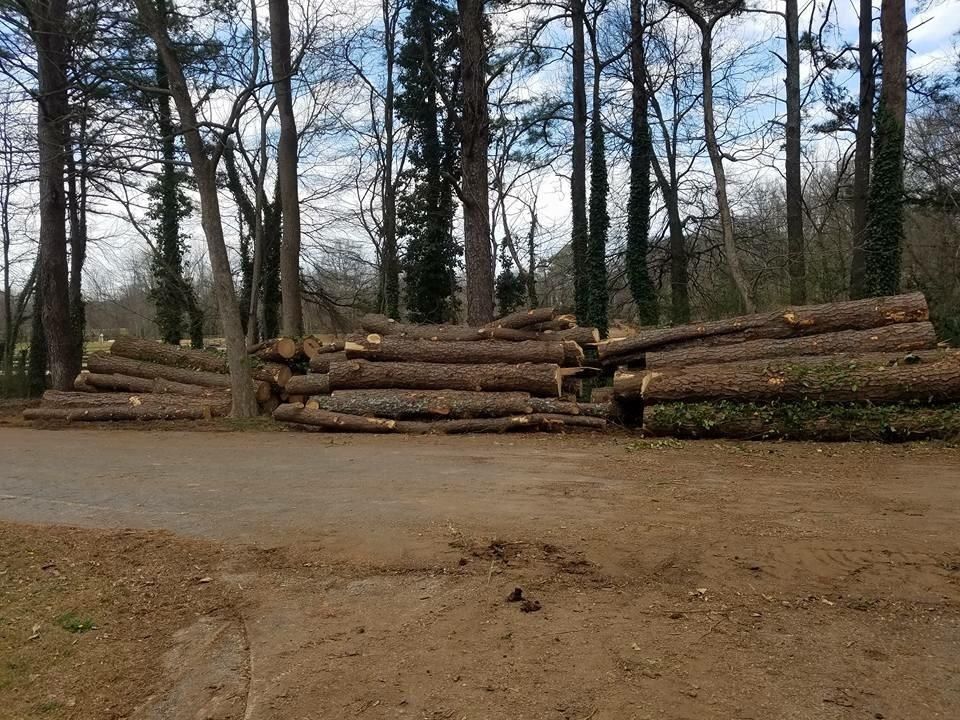 Logs stacked on a dirt path in a forest with tall trees and a blue sky.