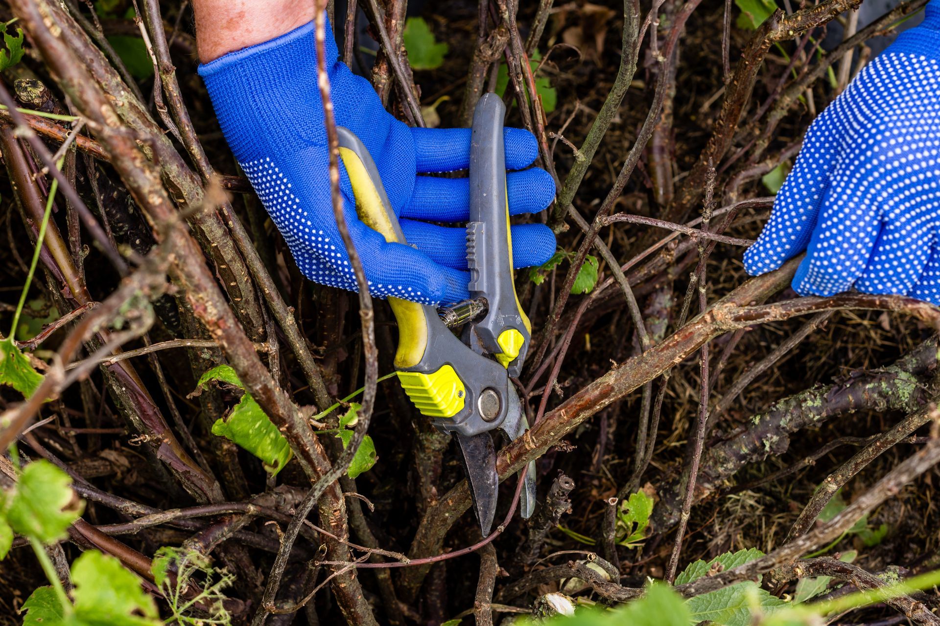 Hands in blue gloves using pruning shears on brown branches.