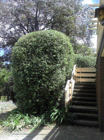 hedge trimming after