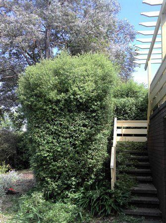 hedge trimming before