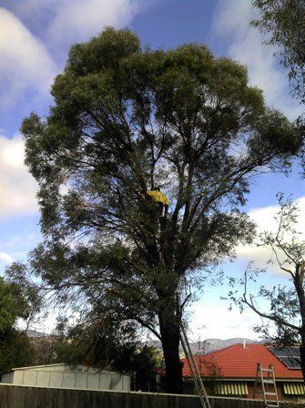 tree thinning stage 1