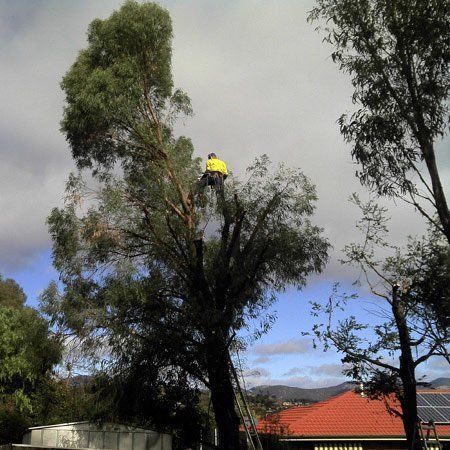 tree thinning stage 2