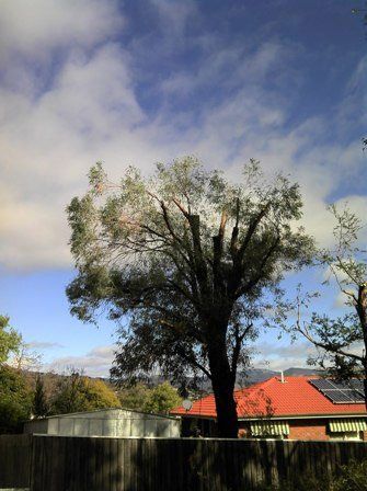 tree thinning stage 3