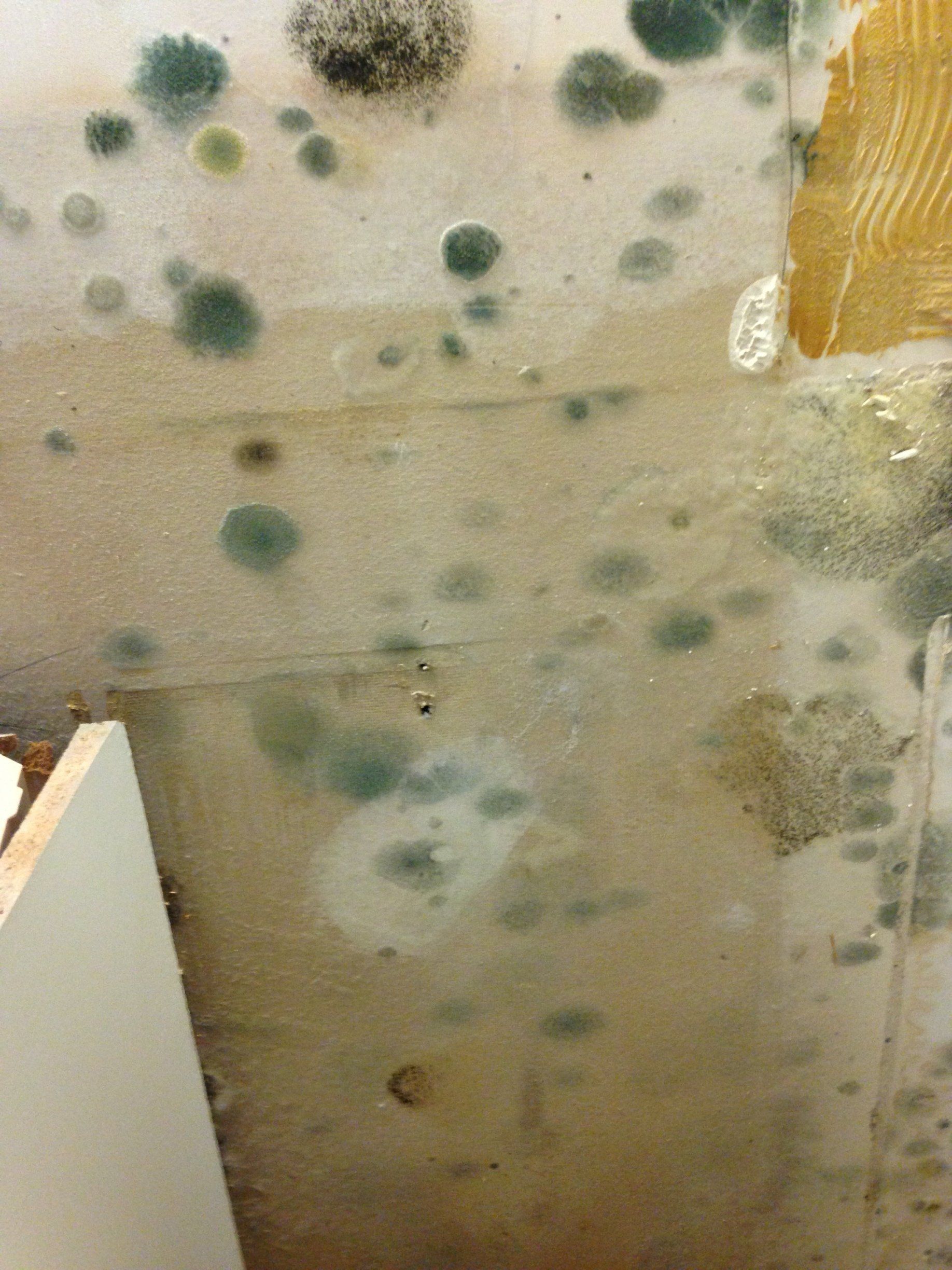 Mold Damage Restoration Services in Vermont & NH