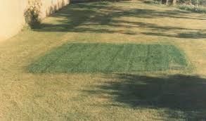 Green Lawn - Orlando, FL - To The Drop Irrigation LLC