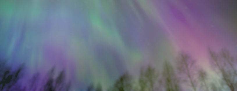 Aurore boréale dans un spectacle vibrant de violet, de bleu et de vert sur des arbres en silhouette.