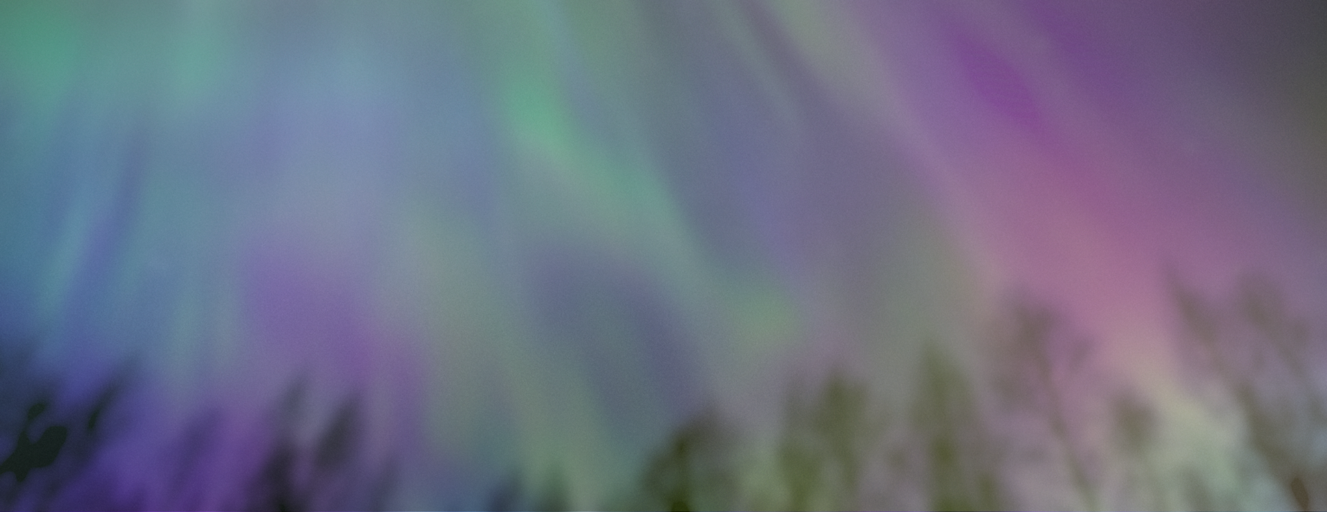 Aurore boréale dans un spectacle vibrant de violet, de bleu et de vert sur des arbres en silhouette.