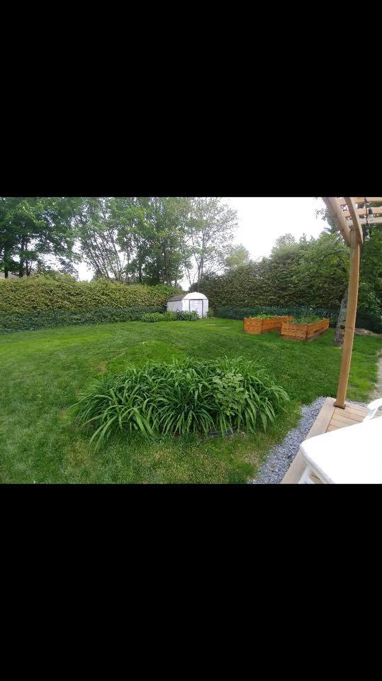 Une pelouse verdoyante avec une pergola et un cabanon en arrière-plan.