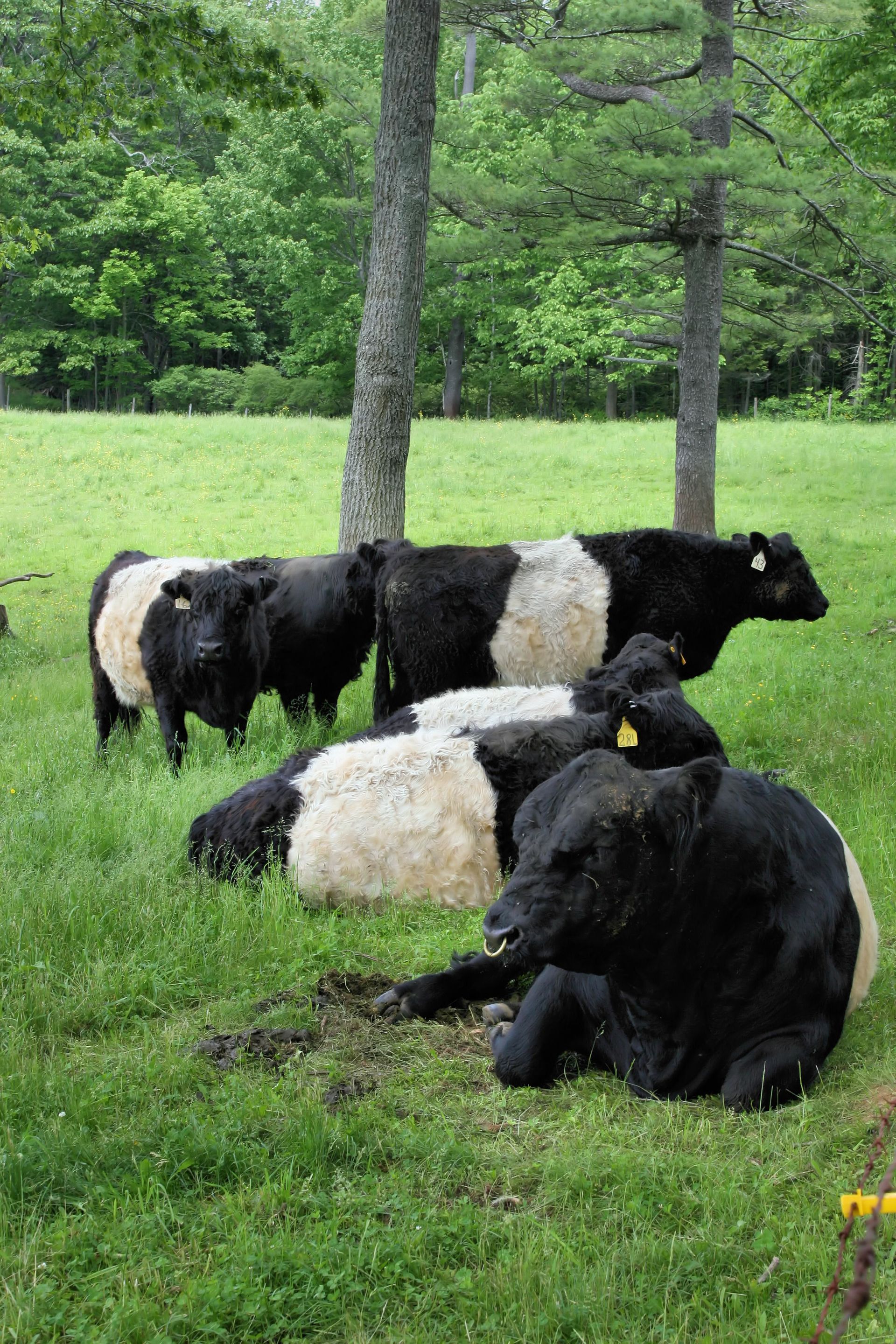 cows