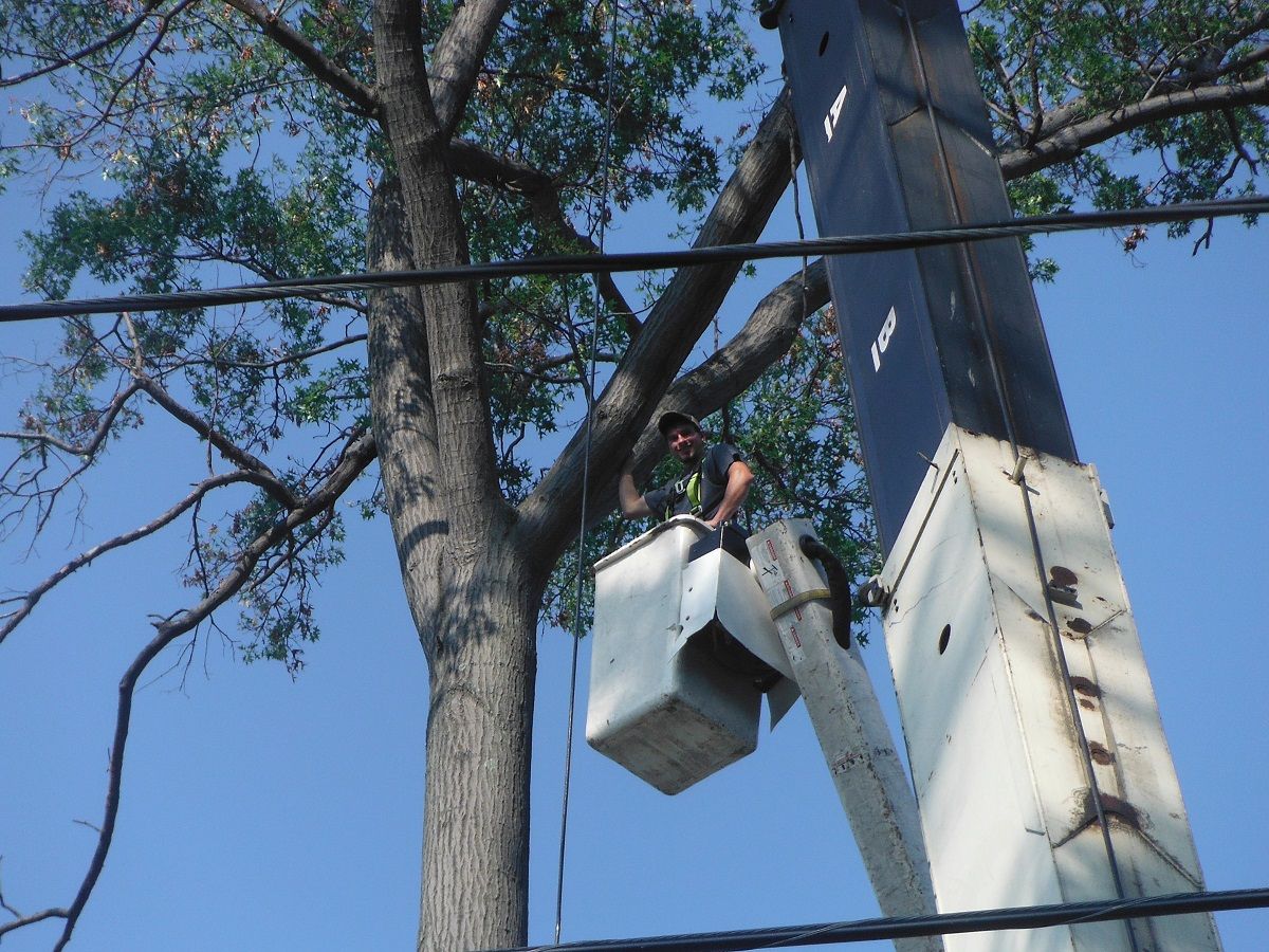 Tree Service West Lake & Lakewood, OH