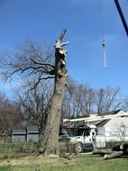 tree being removed limb by limb