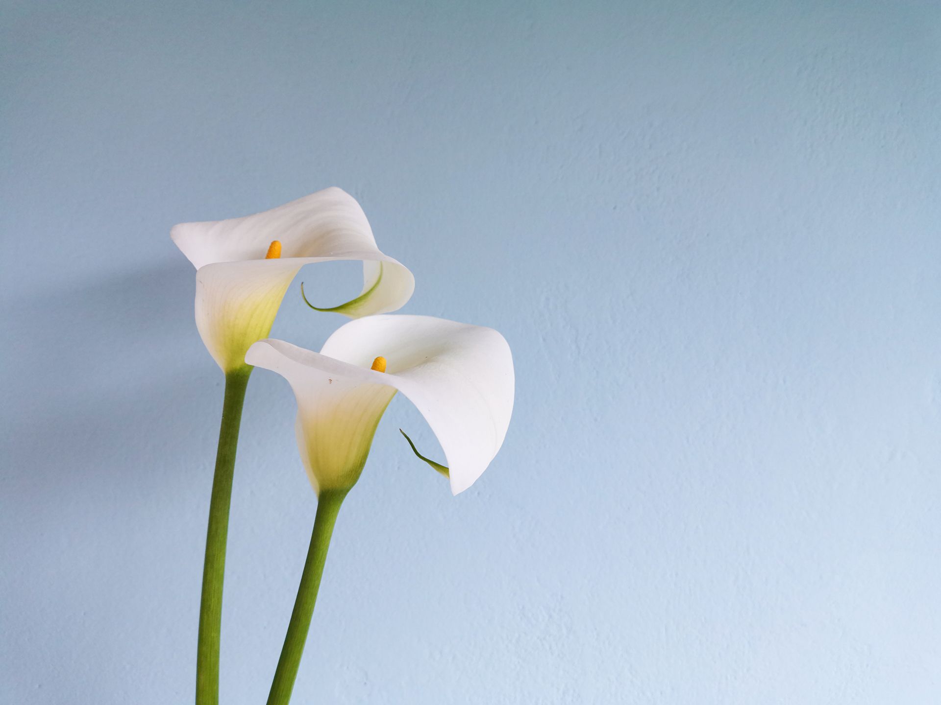Two white flowers against a light blue background