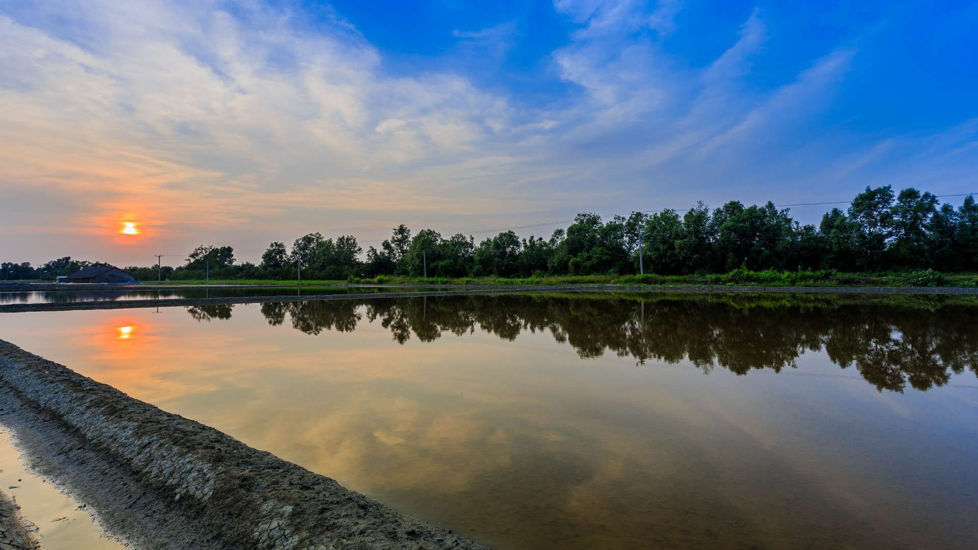 marsh