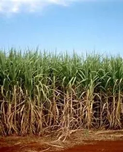 Agricultural Land — Bundaberg QLD — Lukerative Accountants