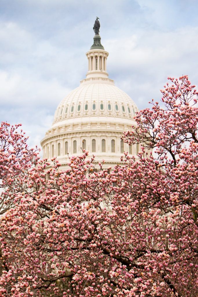 Pink cherry blossoms in full bloom in front of the United States capitol building in Washington, DC