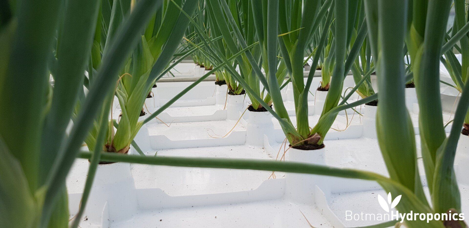 Home Botman Hydroponics