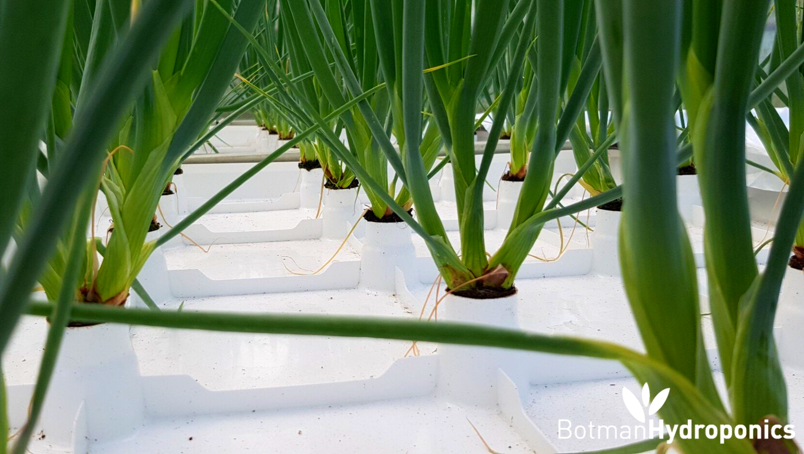 Spring onions on Botman Hydroponics Floating Raft
