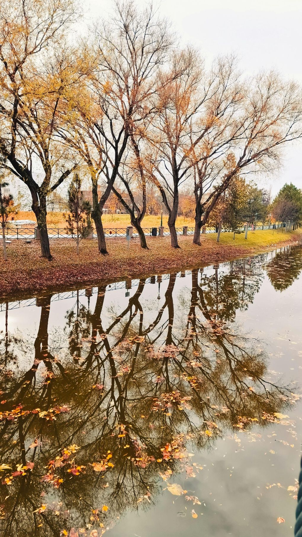 Trees with golden leaves reflected in a calm body of water; overcast day.