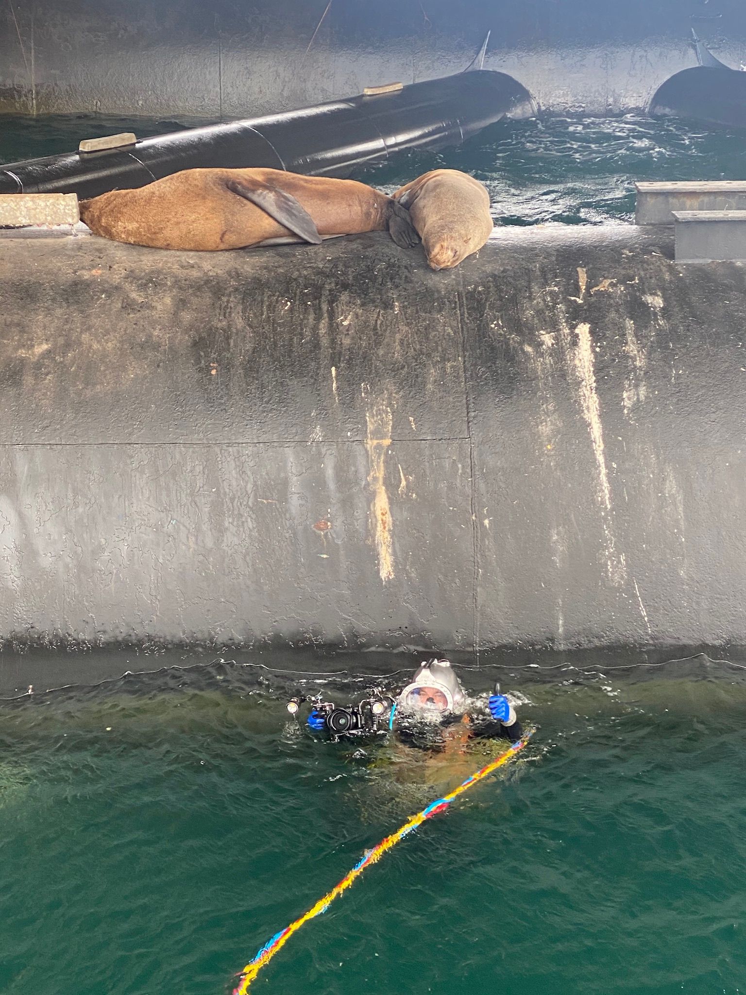 Diver doing an under water inspection— Underwater Inspection Mid North Coast, NSW