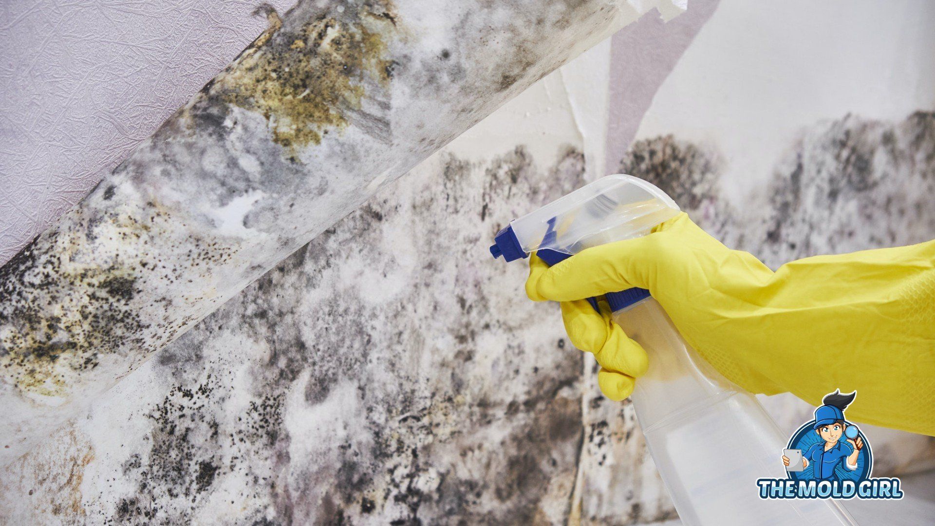 Mold Assessment In Wilkinson Heights, SC